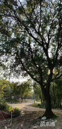 高度1200厘米榔榆