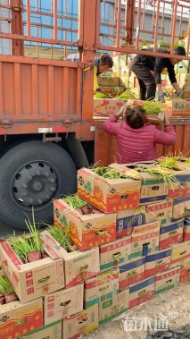 高度36厘米菖蒲