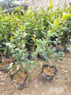 高度25厘米茶梅