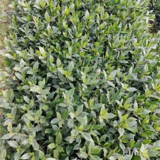 高度35厘米四季栀子