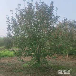 12公分绚丽海棠