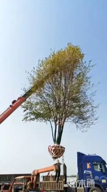 高度800厘米丛生河桦