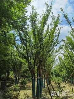 90公分(5杆)丛生榉树
