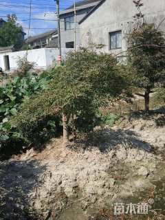 高度80厘米羽毛枫