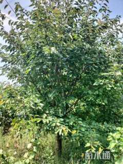 13公分染井吉野樱