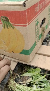 高度20厘米矢车菊