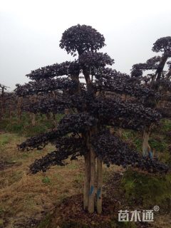 10公分造型红花继木桩