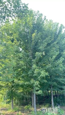 13公分美国红枫