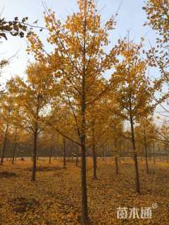 12公分金叶银杏