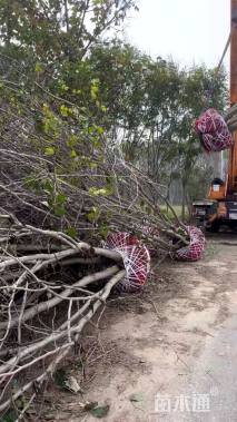 高度800厘米丛生紫荆