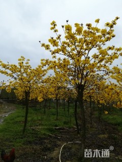 7公分黄花风铃木