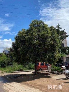 15公分大叶女贞