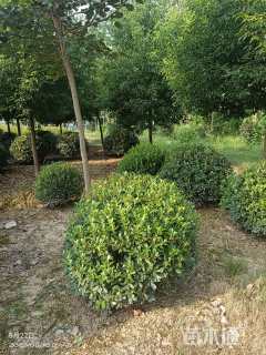 冠幅200厘米海桐球