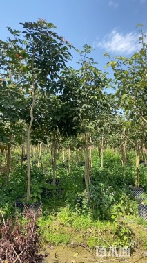 5公分紫花风铃木