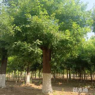 70公分国槐