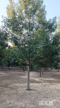 10公分美国红枫-红冠