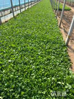 高度16厘米大滨菊