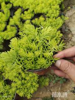 高度10厘米黄金条