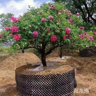 高度180厘米牡丹