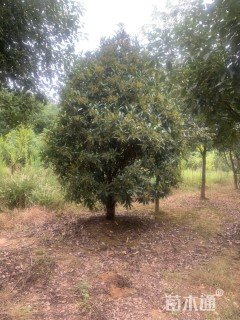 高度350厘米中华石楠