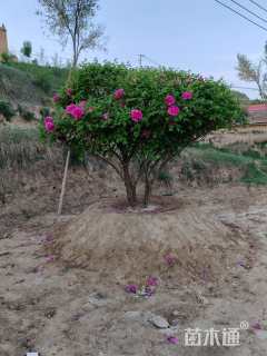 高度120厘米紫斑牡丹