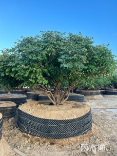 高度230厘米牡丹