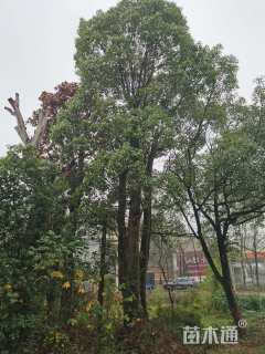 28公分多杆香樟