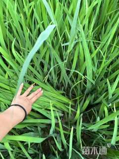 高度15厘米黄菖蒲