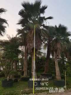 裸干高500厘米华盛顿棕榈