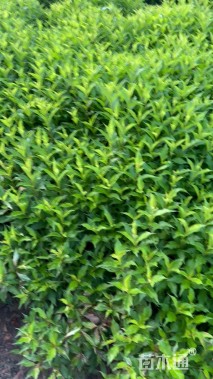 高度40厘米锦带花