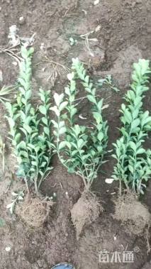 高度40厘米大叶黄杨