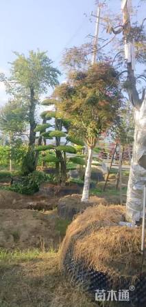 高度200厘米羽毛枫