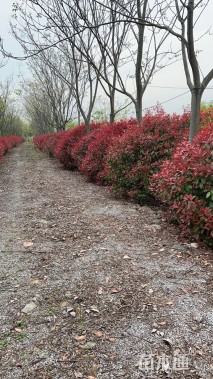 冠幅350厘米红叶石楠球