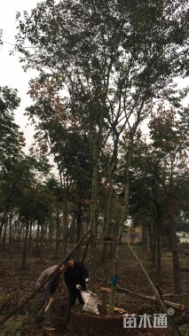 10公分丛生朴树