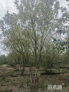 高度800厘米丛生金枝槐