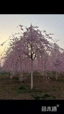 10公分八重红垂枝樱