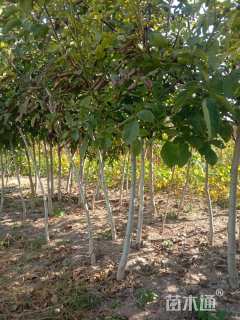 高度300厘米核桃