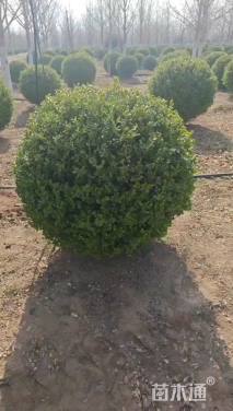 冠幅150厘米小叶黄杨球