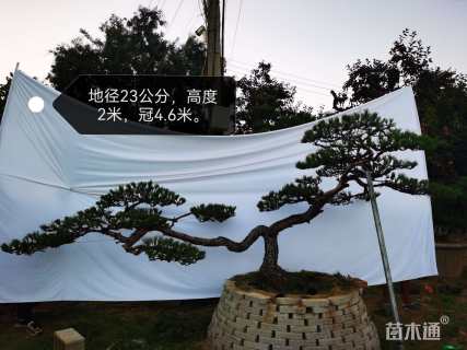 23公分造型黑松