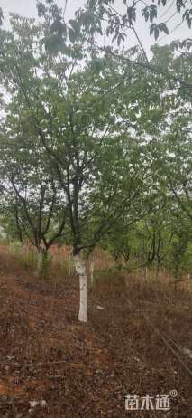 14公分云南樱花