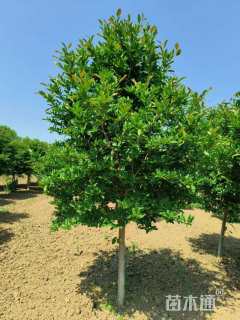 高度350厘米玫瑰