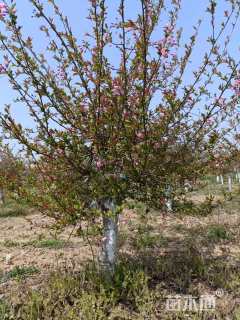 20公分垂丝海棠