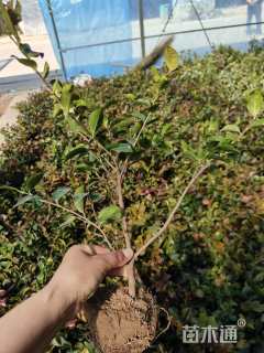 高度40厘米茶梅