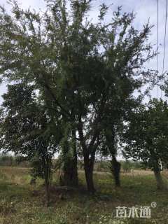 30公分榔榆