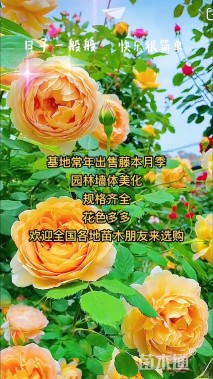 120厘米藤本月季