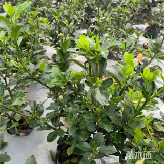 高度35厘米大叶黄杨