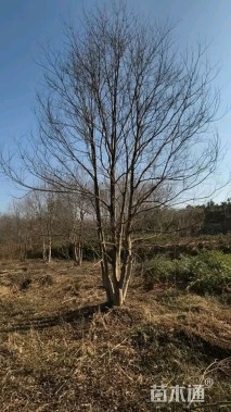 60公分(5杆)丛生乌桕