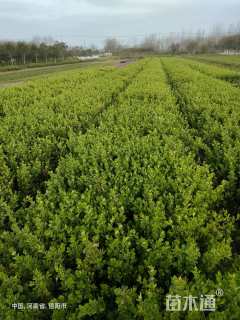 高度40厘米胶东卫矛