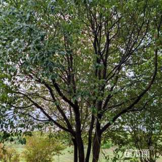 75公分丛生朴树