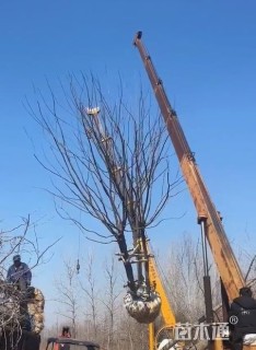 高度650厘米丛生元宝枫